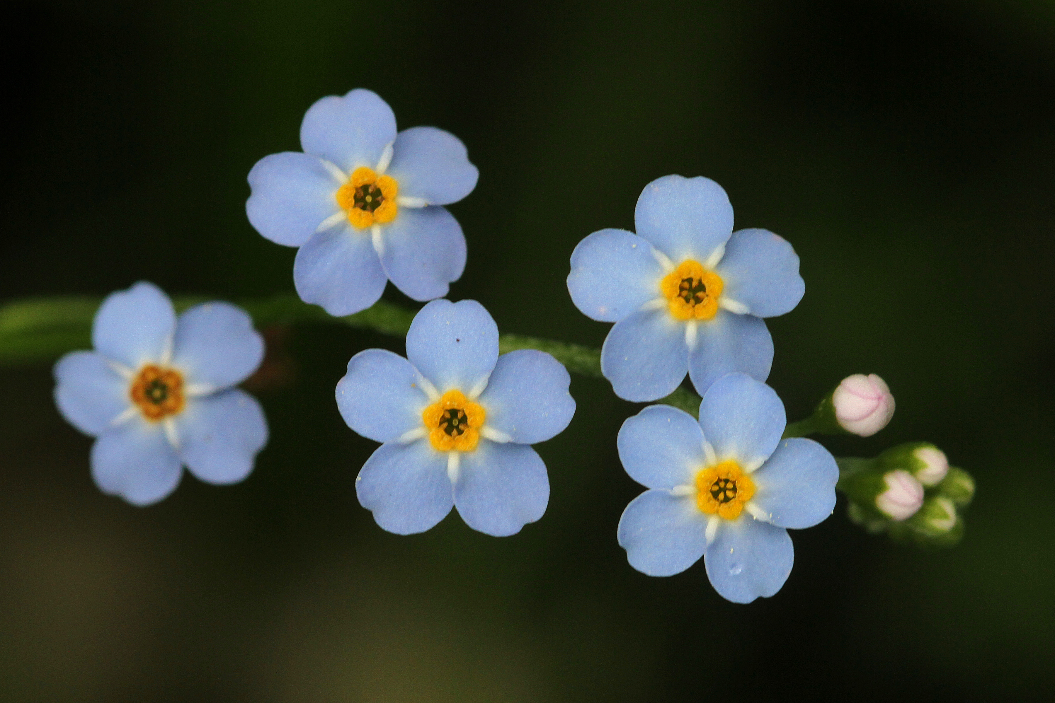 Forget-me-not - Photo Actress