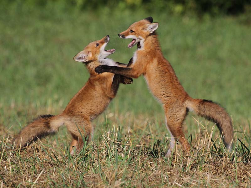 http://naturallycuriouswithmaryholland.files.wordpress.com/2012/07/7-9-12-red-fox-kits-img_2175.jpg