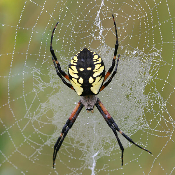 Black-and-Yellow Argiope Egg Sacs  Naturally Curious with Mary Holland