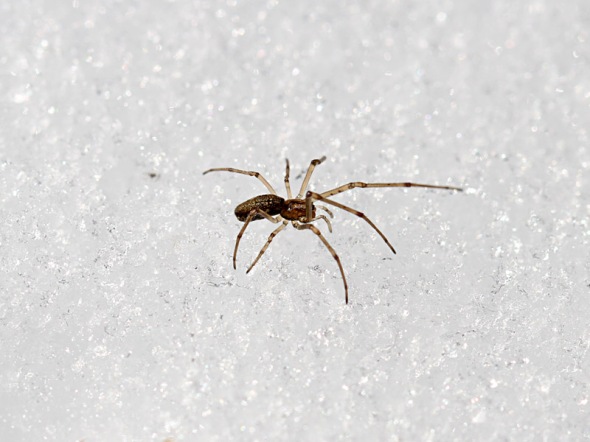 3-14-13 snow spider IMG_6089