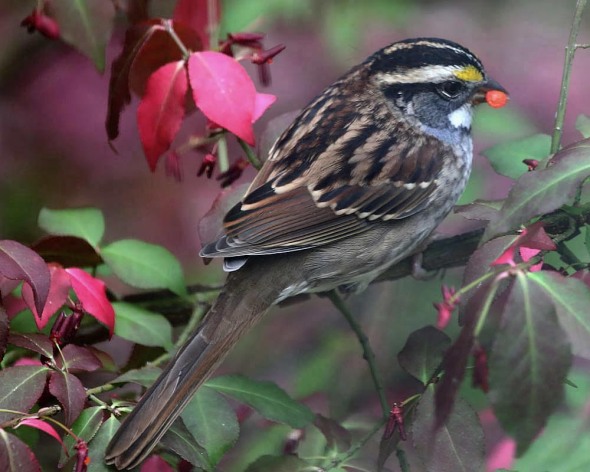 10-17-13 white-throated sparrow 125