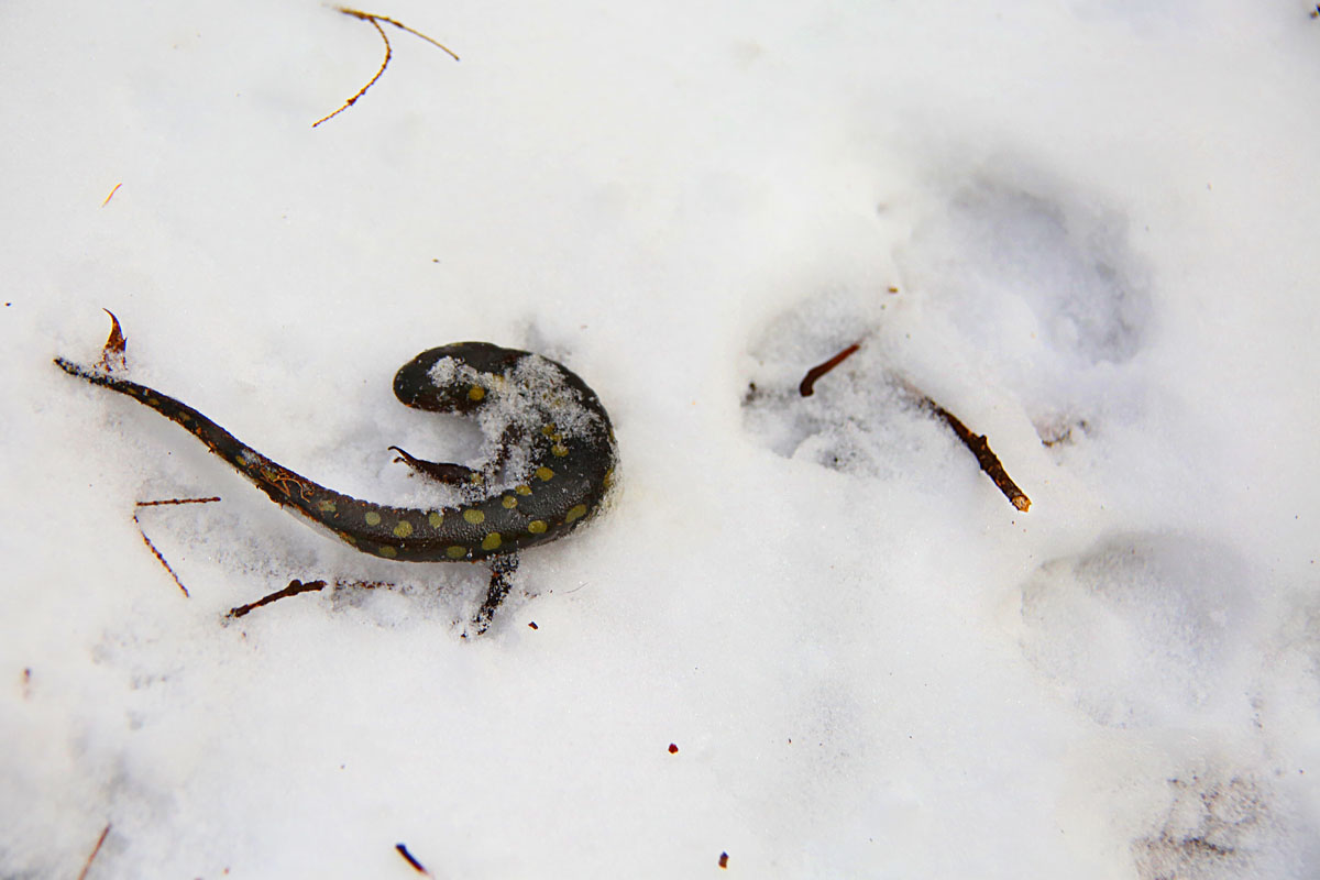 12-11-13  spotted salamander & fox tracks3 007