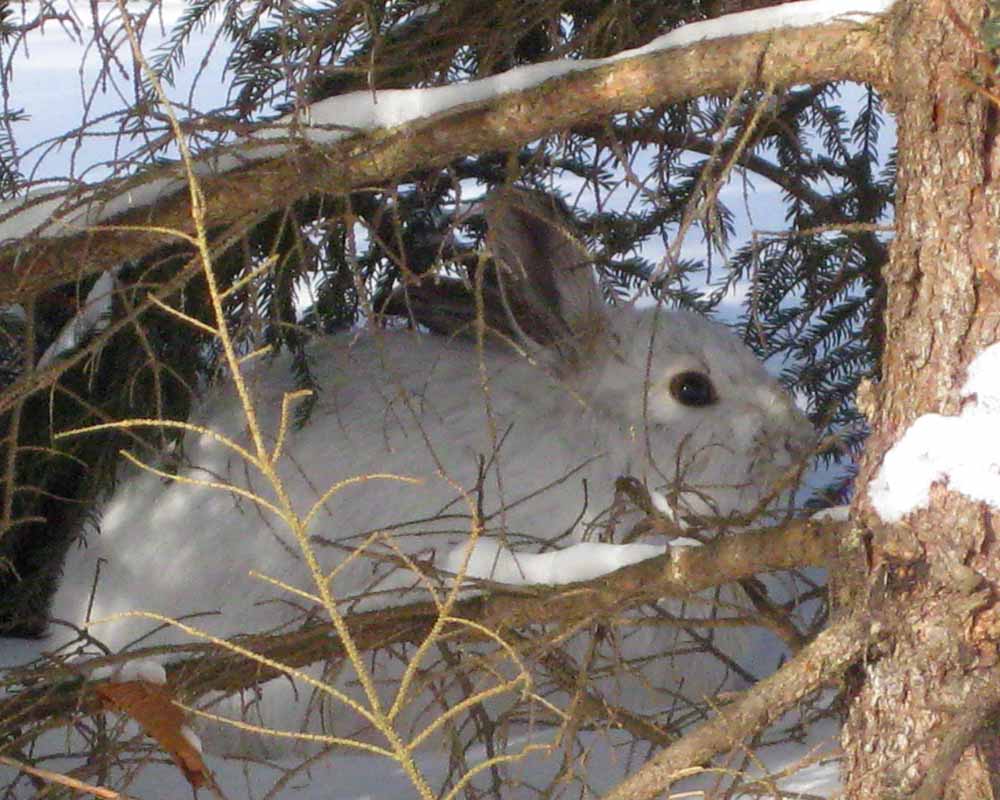 1-21-14 snowshoe hare by Patsy Fortney IMG_4140 (3)