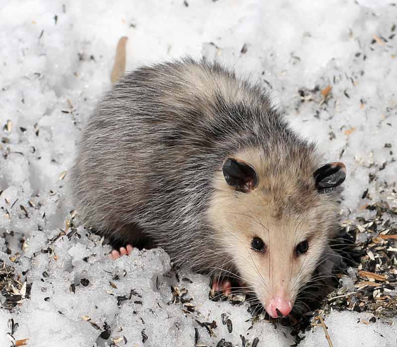 3-19-14 opossum2  021