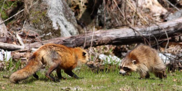 5-27-14 red fox & raccoon 197