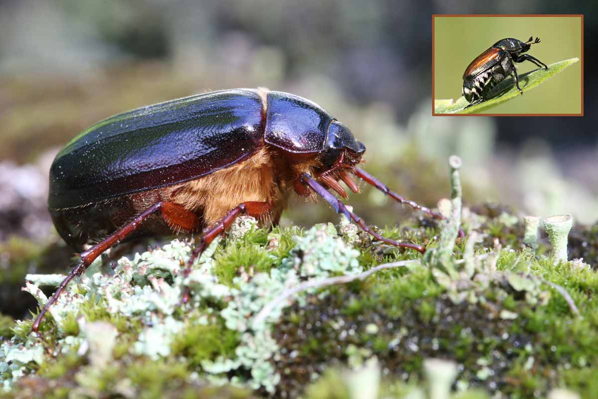 6-16-14  scarab beetle antennae 261