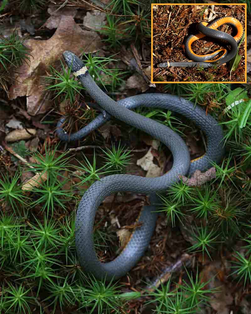 7-11-14 ring-necked snake 188
