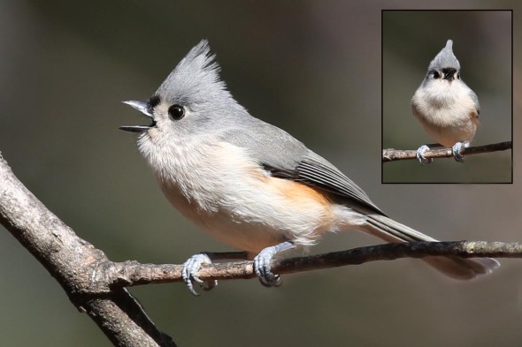 tufted titmouse2  379