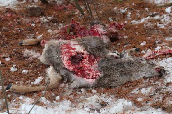 12-22-14 deer carcass 394