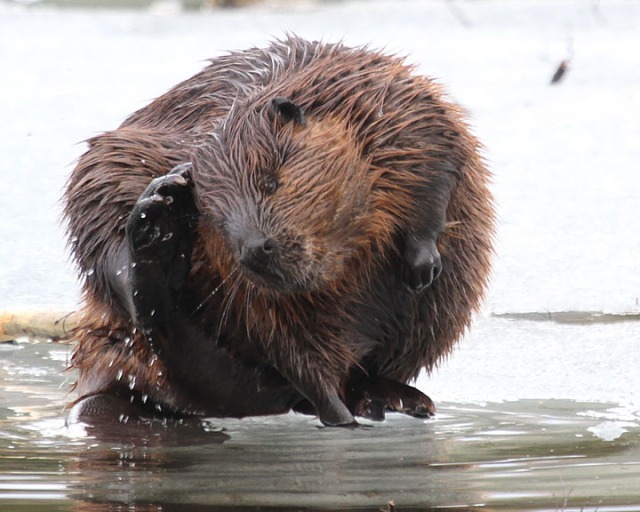 Soggy Beaver Grooming While Thinking About Mating | Naturally Curious with  Mary Holland