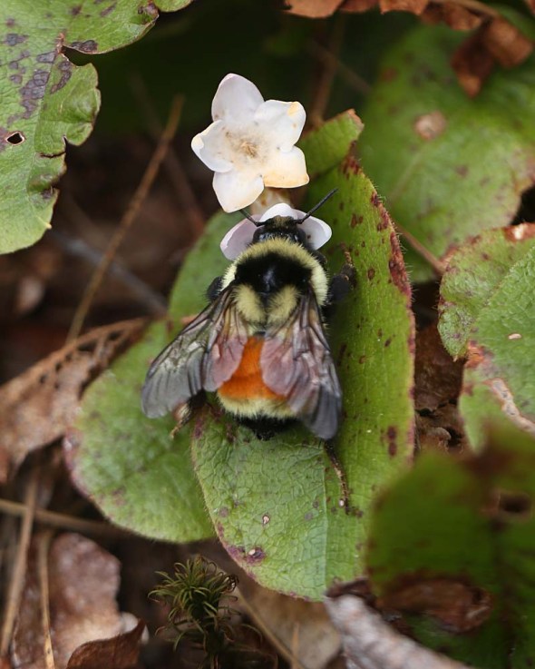 queen bumblebee 098