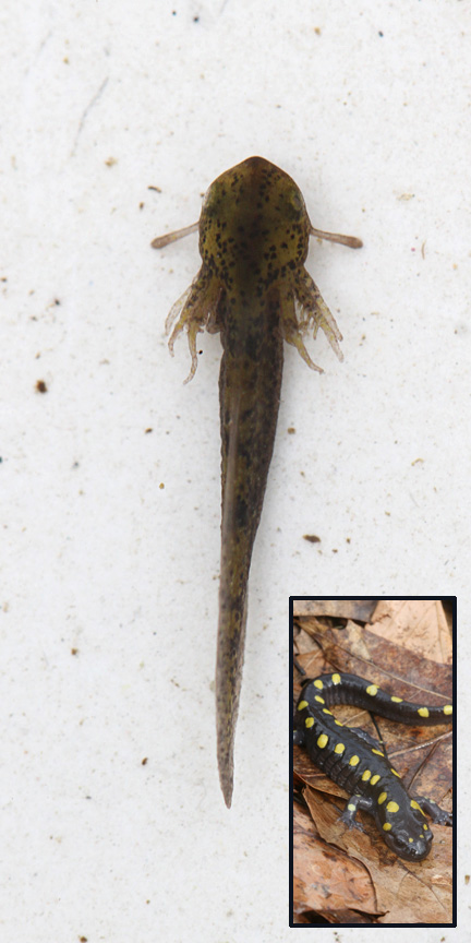 5-28-15 spotted salamander larva-May  IMG_6665