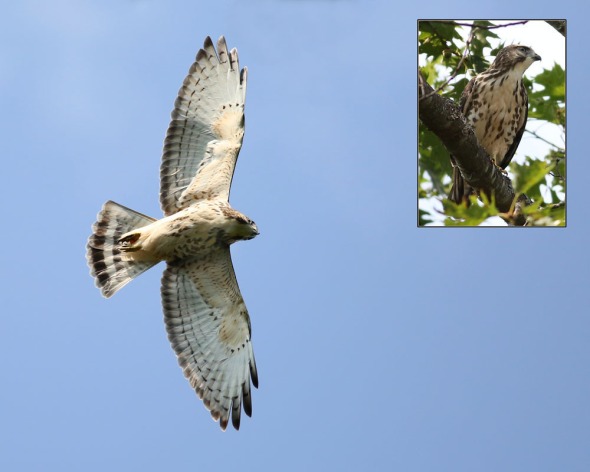 9-14-16-broad-winged-hawk2-037