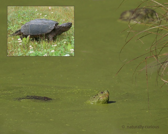 9-14-16-snapping-turtle-20160912_8749