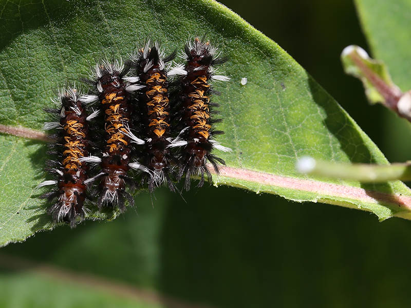 9-6-16  milkweed tussock moth larvae 20160830_1764