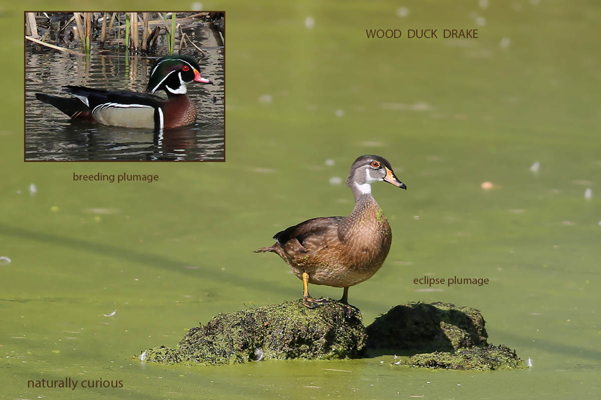 9-9-16-revised-wood-duck-eclipse-20160904_3910