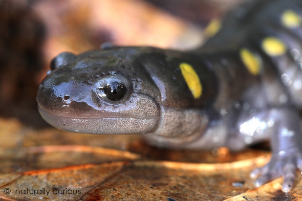 3-6-17-spotted-salamander-2-img_7608