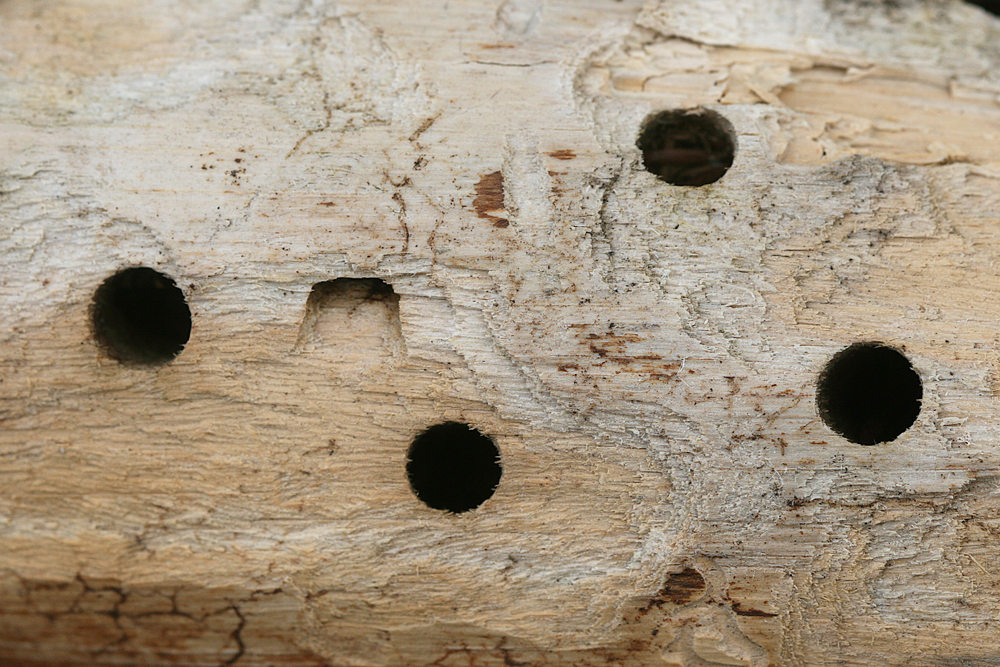 email-carpenter bee holes IMG_1408