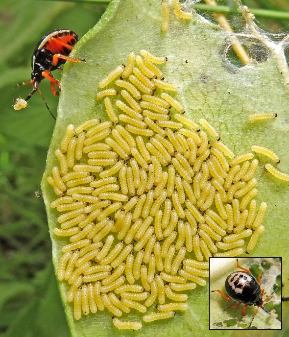 8-7-17 milkweed tussock moth larvae, first instar and (3) (003)