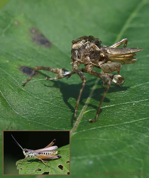 8-31-16 grasshopper molting 049A3466