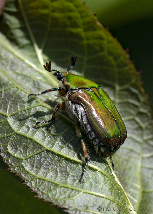 6-20-18 emerald euphoria beetle_U1A8526
