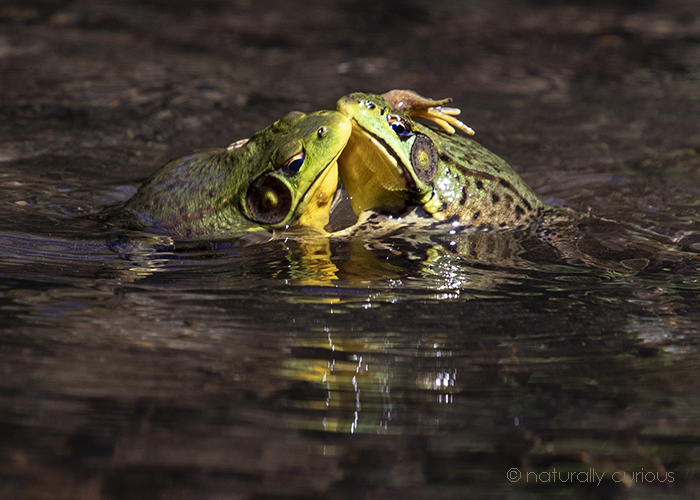6-25-18 green frogs2 _U1A9296