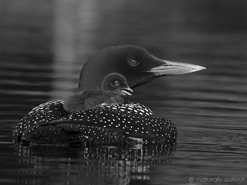 6-27-18 common loon chick3