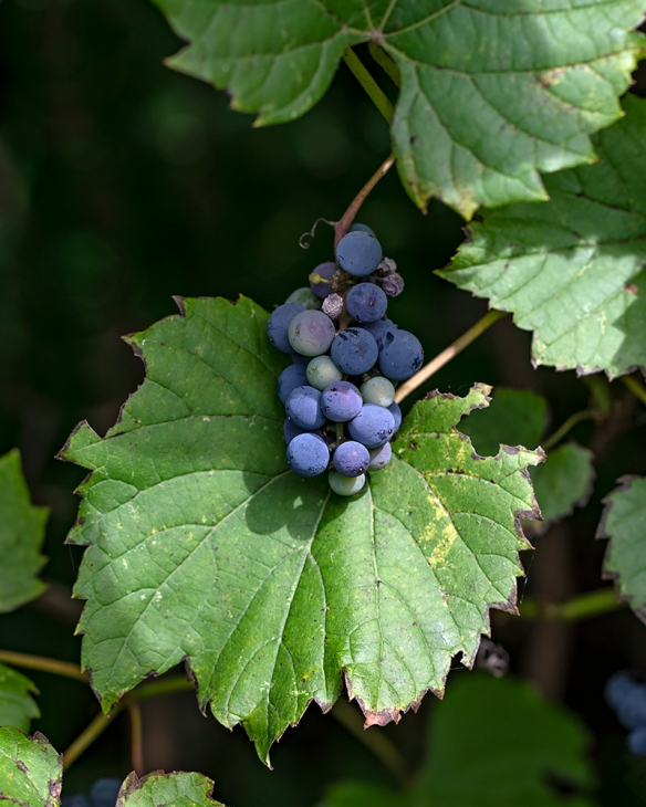 Wild Grape Vines: Male or Female? | Naturally Curious with Mary Holland