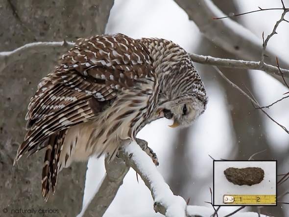 11-26-18 -barred owl coughing up pellet2 _U1A1839
