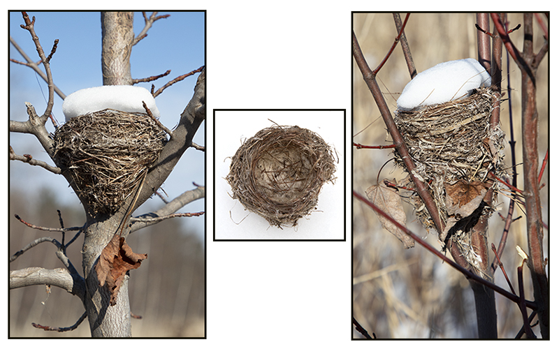 12-19-22-goldfinch-nests image